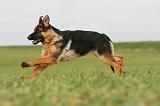 BERGER ALLEMAND 1105